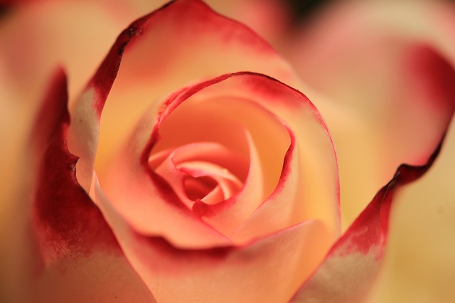 oražová růže