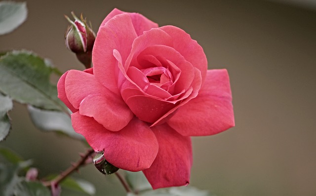 růžová ružička